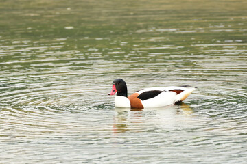 珍しいツクシガモ
