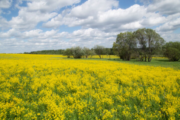 Obraz premium Yellow flowers in the spring in the fields.Surepka vulgaris blooms in the spring in the fields.