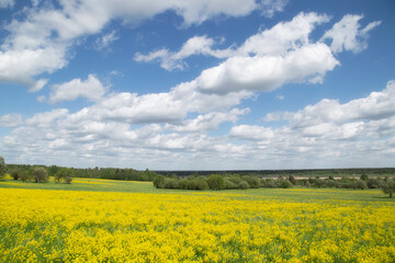 Obraz premium Yellow flowers in the spring in the fields.Surepka vulgaris blooms in the spring in the fields.