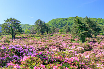 ミヤマキリシマ　万年山　大分県　MiyamaKirishima  Mt.Haneyama Ooita-ken
