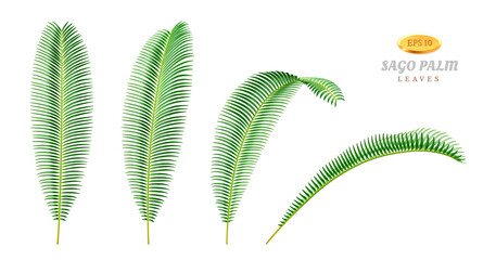 Leaves of sago palm plant tree, isolated foliage in different positions and sides. Tropical flowers and exotic plants, shrubs or bushes. Bend and straight flora view. Realistic 3d cartoon vector - obrazy, fototapety, plakaty