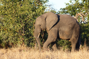 Fototapeta premium Afrikanischer Elefant / African elephant / Loxodonta africana...