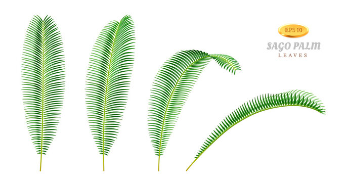 Leaves of sago palm plant tree, isolated foliage in different positions and sides. Tropical flowers and exotic plants, shrubs or bushes. Bend and straight flora view. Realistic 3d cartoon vector