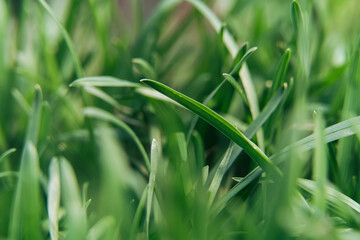 Green leaves of grass close up, green nature background