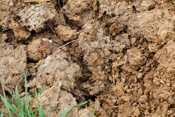 Animal manure and fertile herbs.