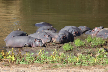 Flußpferd und Rotschnabel-Madenhacker im Mphongolo River / Hippopotamus and Red-billed oxpecker in...