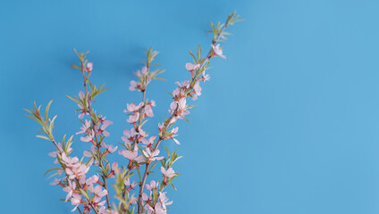 Wild Pink almond bloom on blue background. Spring time