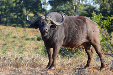 Naklejka na ściany i meble Kaffernbüffel / African buffalo / Syncerus caffer