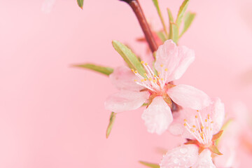 Obraz premium Close up photo of Wild Pink almond bloom on pink background. Spring time