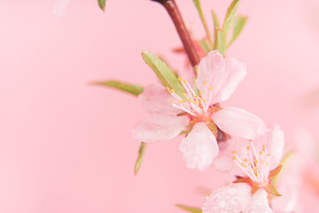Close up photo of Wild Pink almond bloom on pink background. Spring time