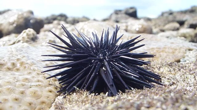 sea urchin on the beach