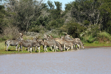 Steppenzebra / Burchell's zebra / Equus burchellii