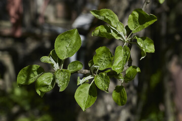 Young branch of an apple tree.
