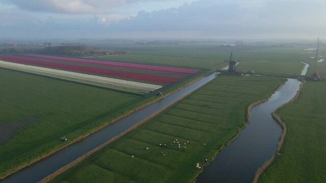 Hazy morning in rural land of Holland with livestock, tulip field and windmill