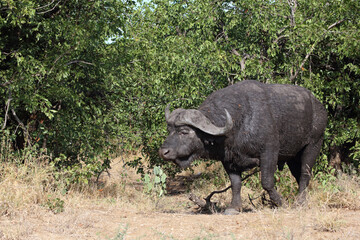Obraz premium Kaffernbüffel / African buffalo / Syncerus caffer