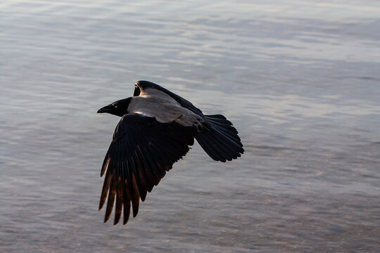 Horizontal outdoor photography of a single wild Grey crow flying abowe the water at daytime