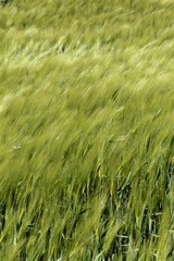green wheat field