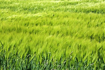 green grass background