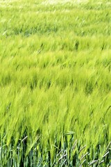 green rice field
