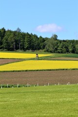 field of yellow flowers