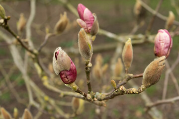 Blooming of pink magnolia bud tree flower in the park, branch natural background