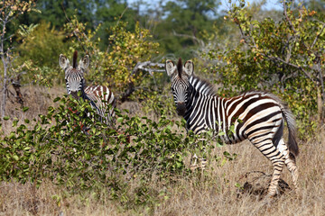 Steppenzebra / Burchell's zebra / Equus burchellii....