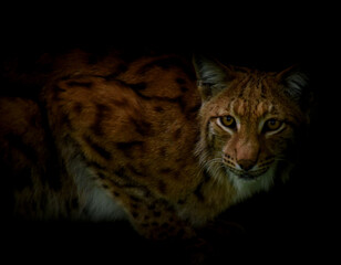 portrait of a lynx on black background