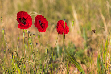 Flowers of red poppies among ripe ears of wheat closeup