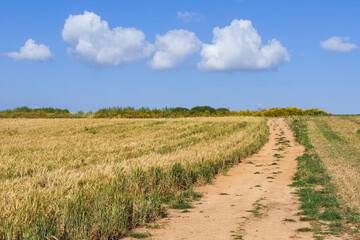 Rural road to agricultural wheat field on the background of the sky with clouds