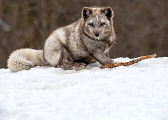 Naklejka premium A young Arctic Fox