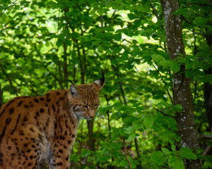 lynx in the zoo  forest 