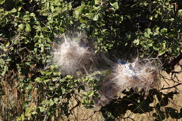 Obraz premium Spinnennetz / Spider´s web /