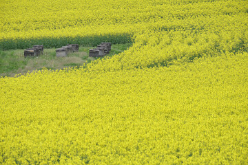 安平町の菜の花畑と養蜂箱（Canola field and honeycomb in Abira Town , Hokkaido）