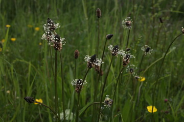 Plantago lanceolata - The lanceolata plantain is a medicinal herb