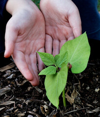 child planting seedling
