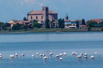 regional park of the po delta comacchio marshes and lakes of Europe