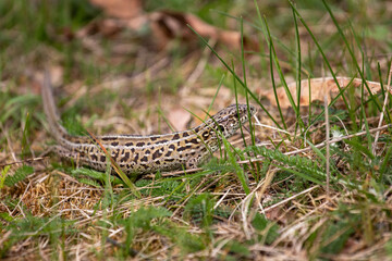 lizard on the grass
