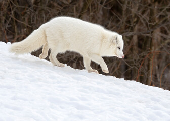 Adult Arctic Fox