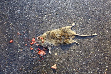 dead crushed rat on the pavement, virus poisoned animal danger