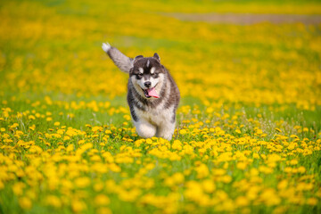 Malamute puppy walks on a field of yellow dandelions in the summer in the park