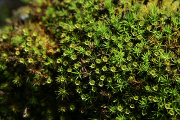 Forest moss background. Nature beauty pattern. Closeup of green moss texture, top view.