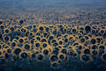 sunflowers in the field, abstract summer landscape yellow flowers agriculture