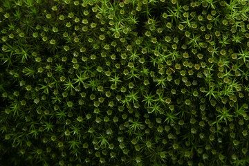 Forest moss background. Nature beauty pattern. Closeup of green moss texture, top view.