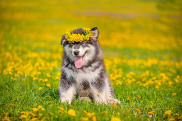 Fototapeta premium Malamute puppy sits on a field of yellow dandelions in the summer in the park with a wreath on his head and looks to the side
