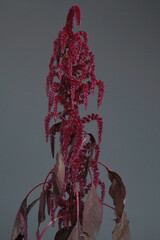 Red Amaranth