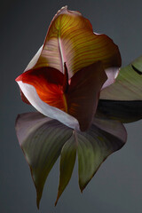 Canna indica/Canna Lily
