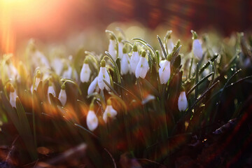spring wildflowers sun rays bokeh snowdrops, warm golden spring background sunrise in march