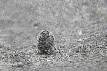 animal wild in nature hedgehog in the forest, european hedgehog runs