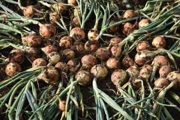 Kitchen garden work. Harvesting onions.