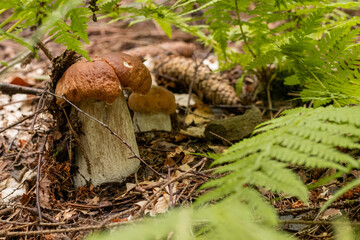 mushrooms boletes in the forest